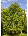 Граб обыкновенный алейное дерево